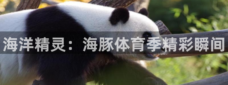 海洋精灵：海豚体育季精彩瞬间